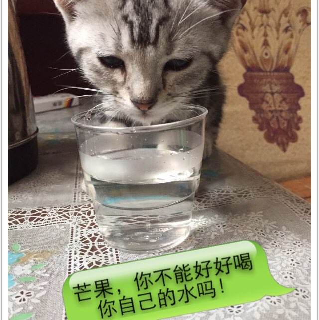 达拉斯浸信会大学文凭毕业证哪里有卖